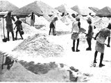 On the shores of the Red Sea barriers are erected so that when the tide recedes the salt may be shovelled into dumps. An early photograph.